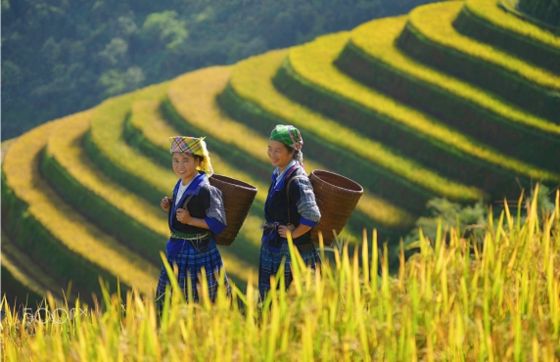 15-day Vietnam Travel Itinerary In November With A View Of Mr. Luthier