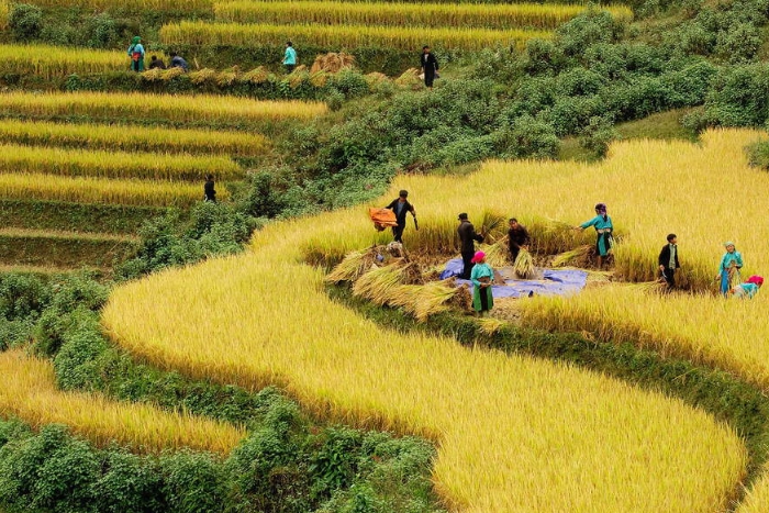 Harvest season in Sapa
