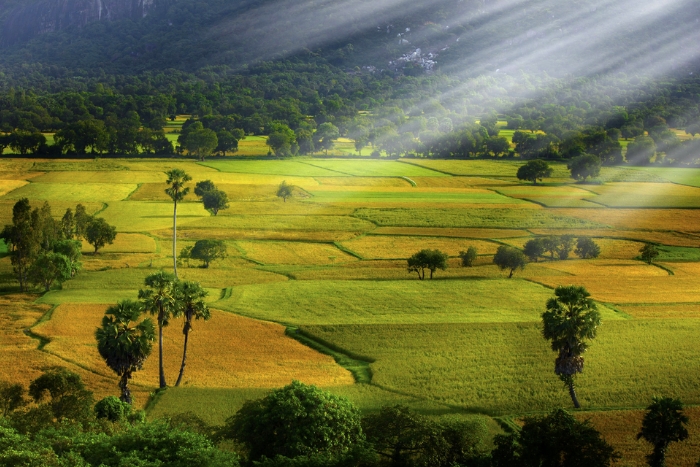 Admire the colors of the Ta Pa fields