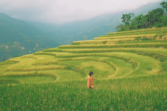 Hoang Su Phi is must-visit for coolcation North Vietnam Highlands