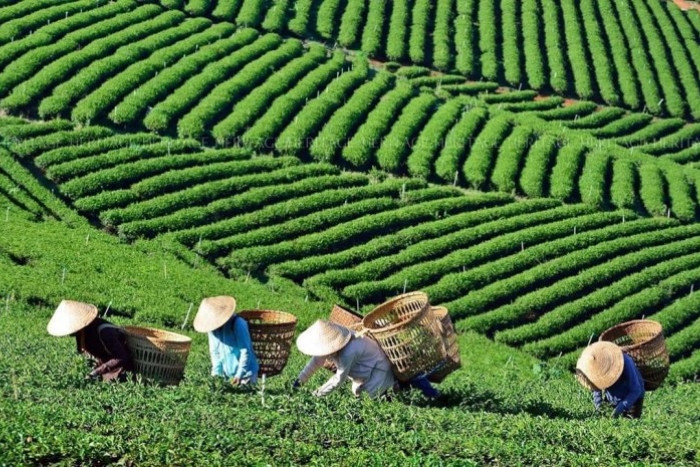 Cau Dat Tea Hill Dalat