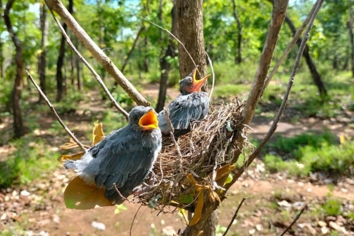 Vietnam&rsquo;s only Khop forest (and one of the few in the world), an ideal place to observe endemic bird species