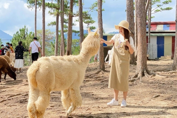 Practical tips for a 3-day Da Lat itinerary