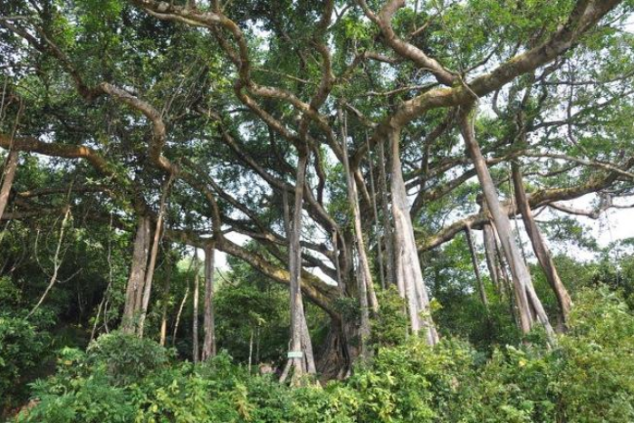 Explore the thousand-year-old banyan tree
