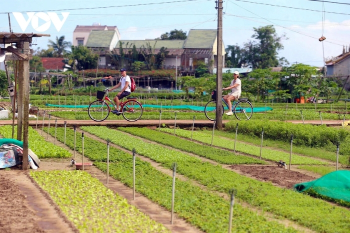 Experiencing traditional farming at Tra Que Vegetable Village