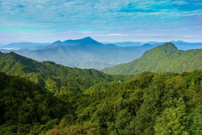 Tropical forests of Bach Ma National Park