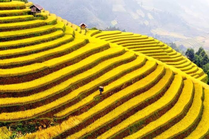 Terraced rice fields in Sapa