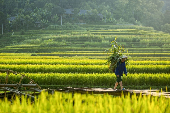 The extremely peaceful scenery of Dien Bien mountains