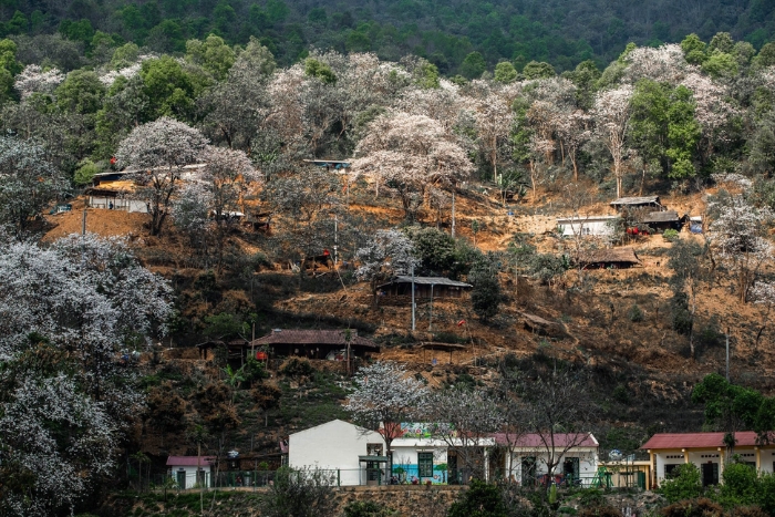 Dien Bien in March, the season of ban flowers