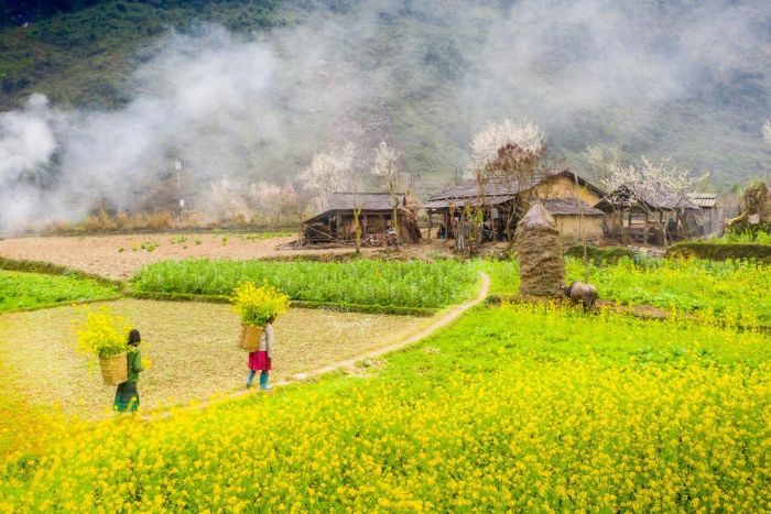 Mustard flower season in the ethnic villages of Ha Giang