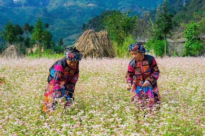 Why Choose Ha Giang for a Coolcation ? 