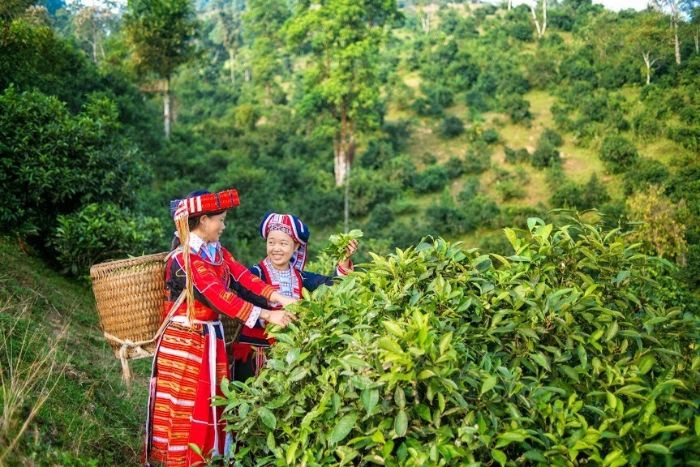  Meeting the Red Dao during your 1-week trip to Ha Giang