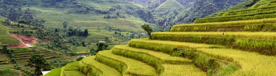 Rice terraces: a must-see on your Ha Giang 7 days trip