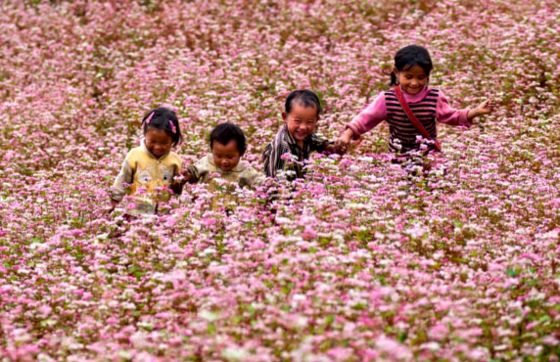 A Must-See In Ha Giang: Immerse Yourself In The Buckwheat Flower Festival