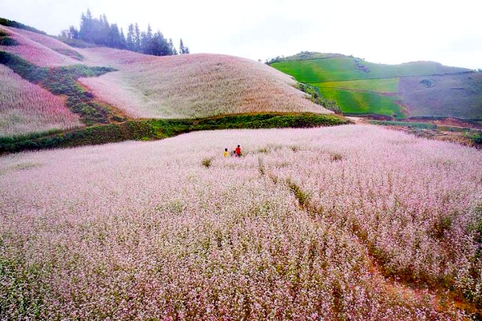 Buckwheat flower fields