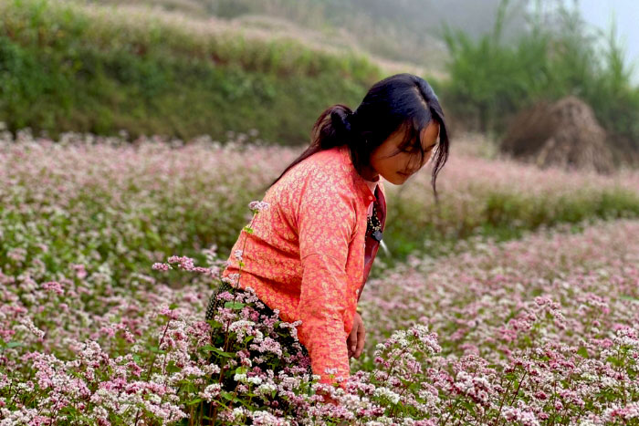 Buckwheat flower garden in Lung Tao commune