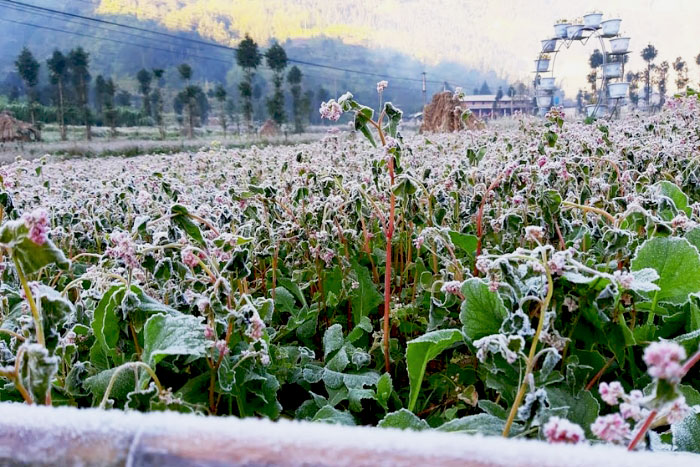 Experience "hunting" snow Ha Giang in December