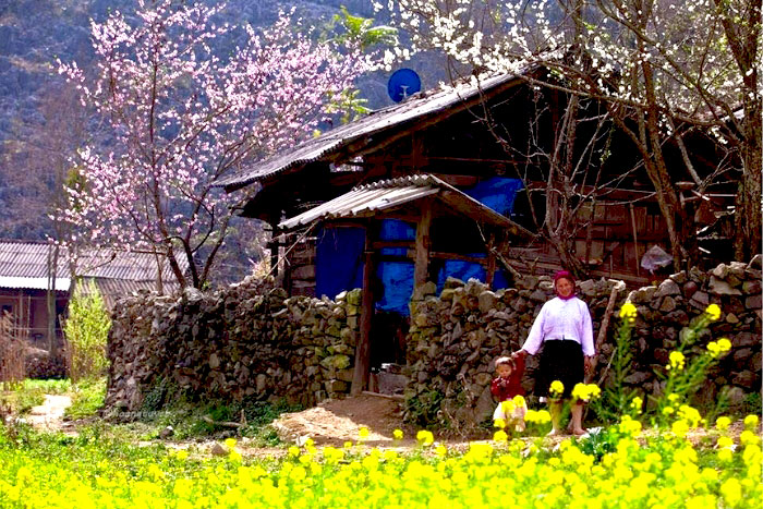 Ha Giang best time to visit - Lunar New Year