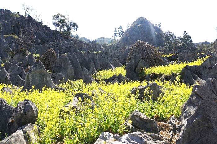 Dong Van Geopark, Ha Giang season flower bloom