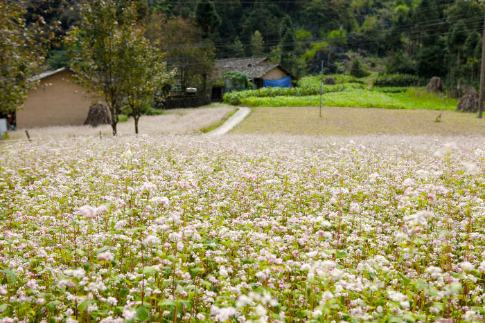 Explore Ha Giang Buckwheat Flower Festival