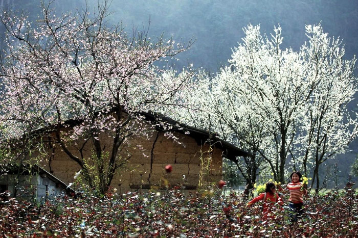 Ha Giang spring - the flower-blooming season