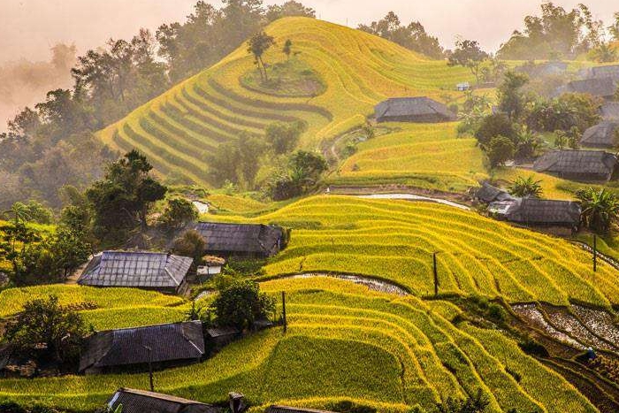 Terraced fields in Hoang Su Phi in Ha Giang