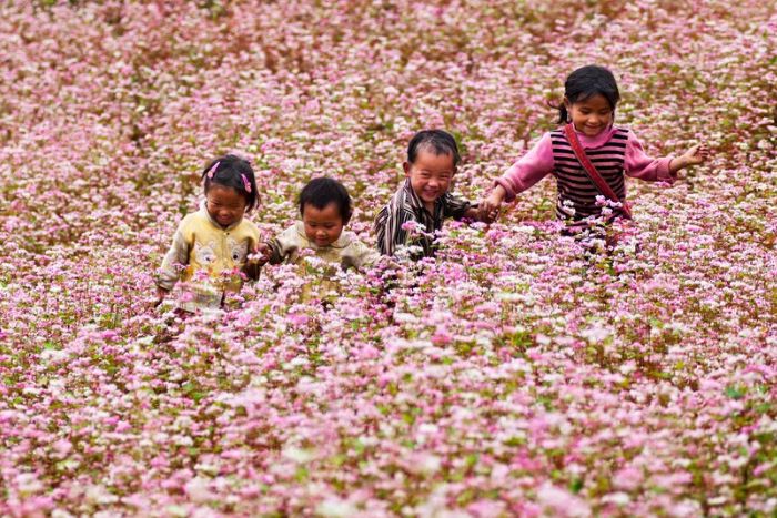 Buckwheat flowers in Sung La Valley