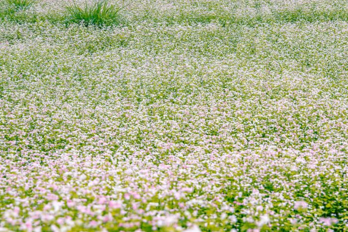 The hills are dotted with vast fields of buckwheat