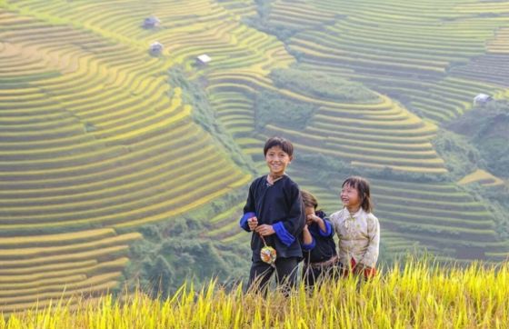 Ha Giang Rice Terraces - Top Things To Do In Northern Vietnam