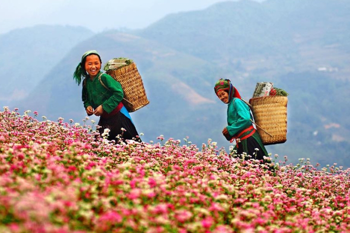 Ha Giang Buckwheat Flower Festival