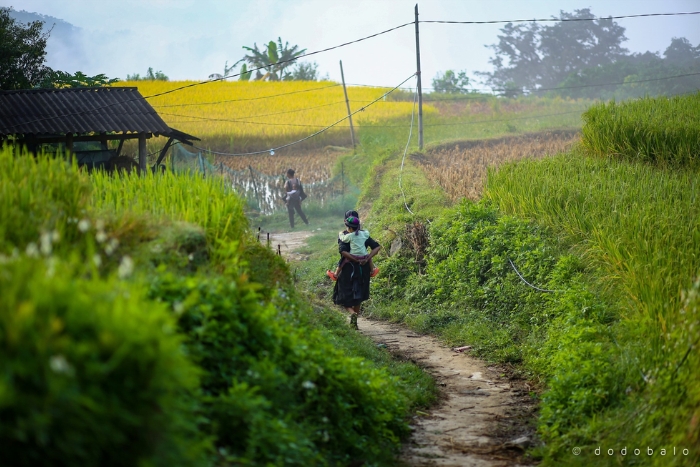 Phung Village, a peaceful beauty in the harvest season