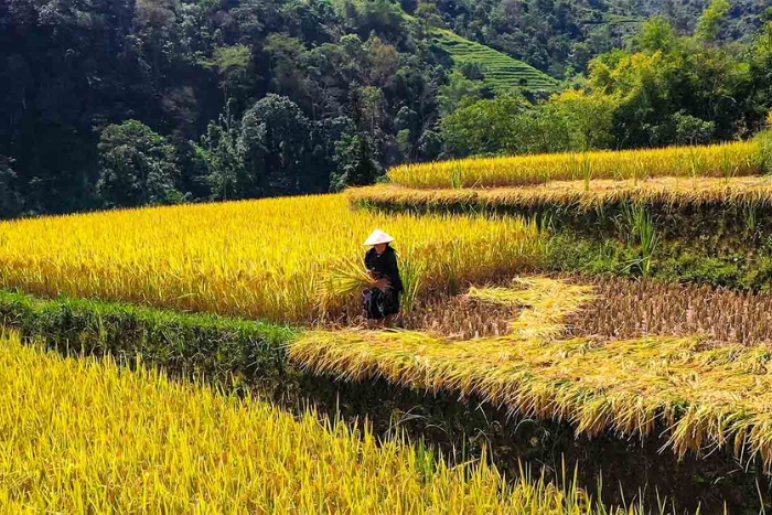 Luoc Village, Ha Giang Rice Terraces