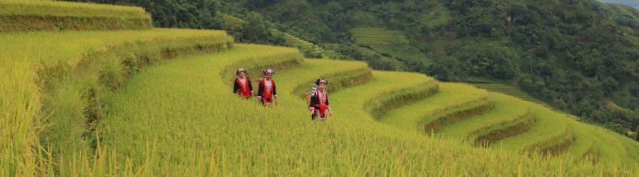 Top 5 Rice Terraces in Ha Giang, Vietnam
