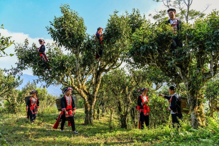 What to bring back from Ha Giang? Shan Tuyet Tea