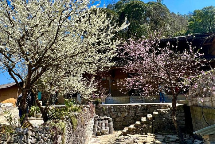 Visit Lao Xa Village where the first cherry blossoms bloom in Ha Giang