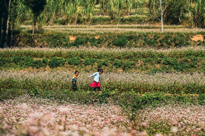 Buckwheat flower season in Ha Giang, Vietnam