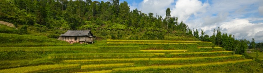 Ho Thau rice terraces