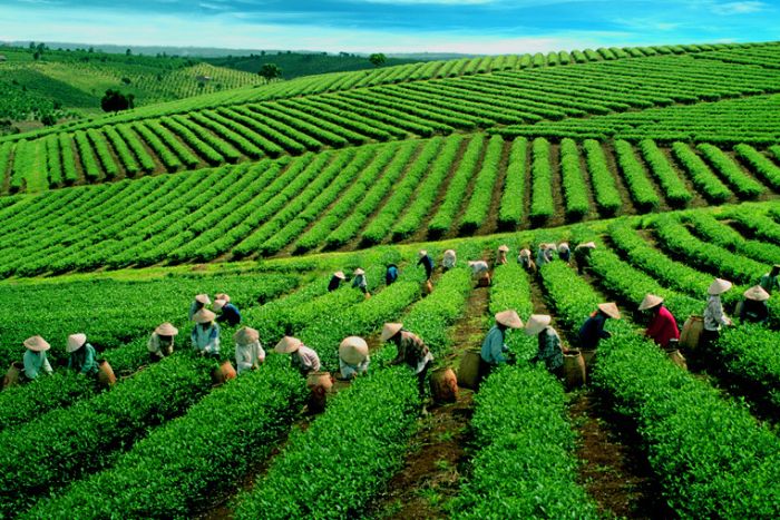 Shan Tuyet tea hill in Thong Nguyen Village