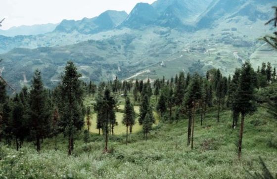 Yen Minh Pine Forest: Hidden Gem In The Heart Of Ha Giang
