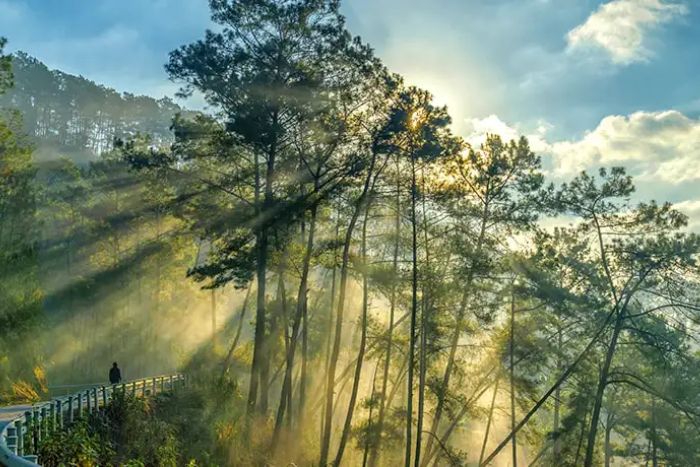 Beautiful landscapes in Yen Minh pine forest
