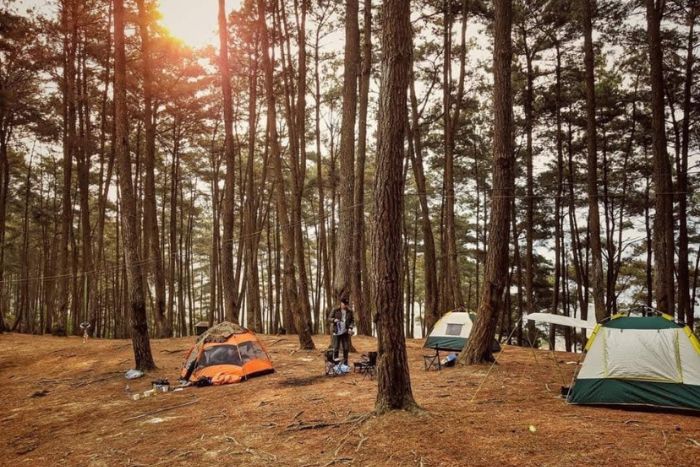 Camping will be an excellent opportunity for you to admire the Yen Minh pine forest at night