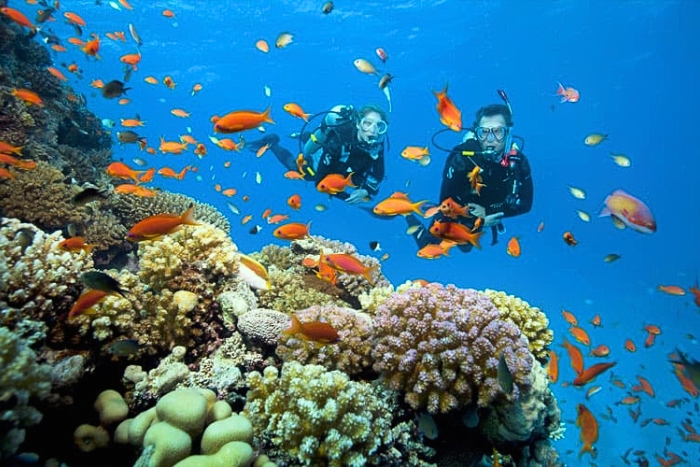 Observing marine life in Halong Bay through snorkeling