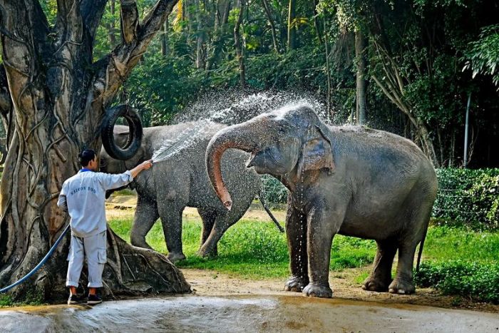 Saigon Zoo and Botanical Gardens