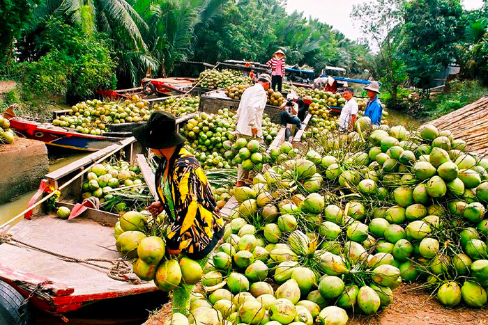 Visit Ben Tre with its incredible specialty: Coconuts