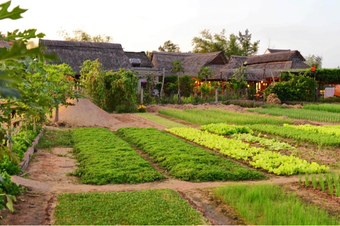 Tra Que Vegetable Village, an interesting destination worthy of national heritage status