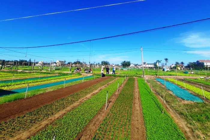 Tra Que vegetable village, an interesting destination worthy of national heritage