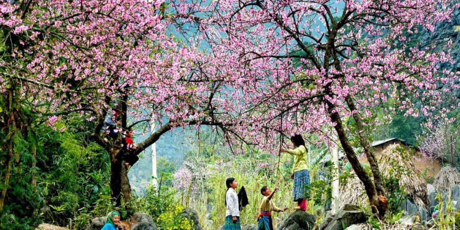 Peach blossoms bloom in spring in Mai Chau