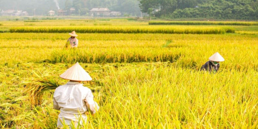 Ripe rice fields in Mai Chau