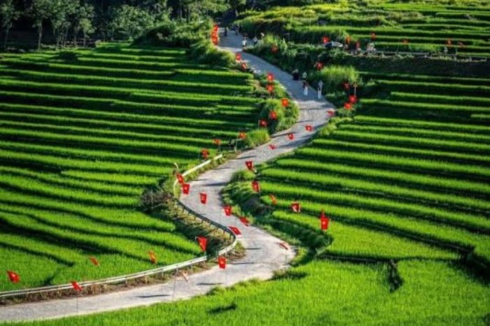 The famous S-shaped road lined with rice fields in Don village