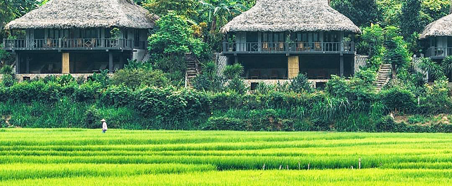 Rice field in Mai Chau with stilt house